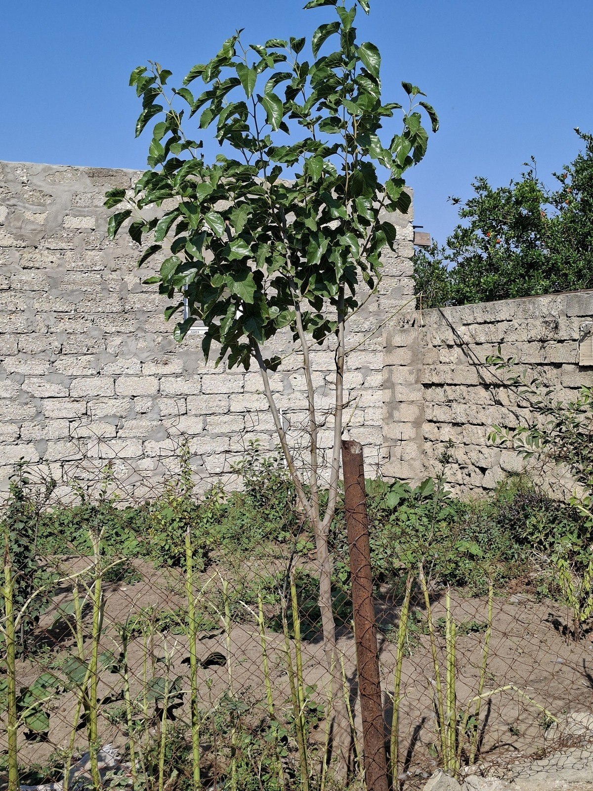 3 otaqlı Həyət evi/Bağ evi, Zirə q., Bakı