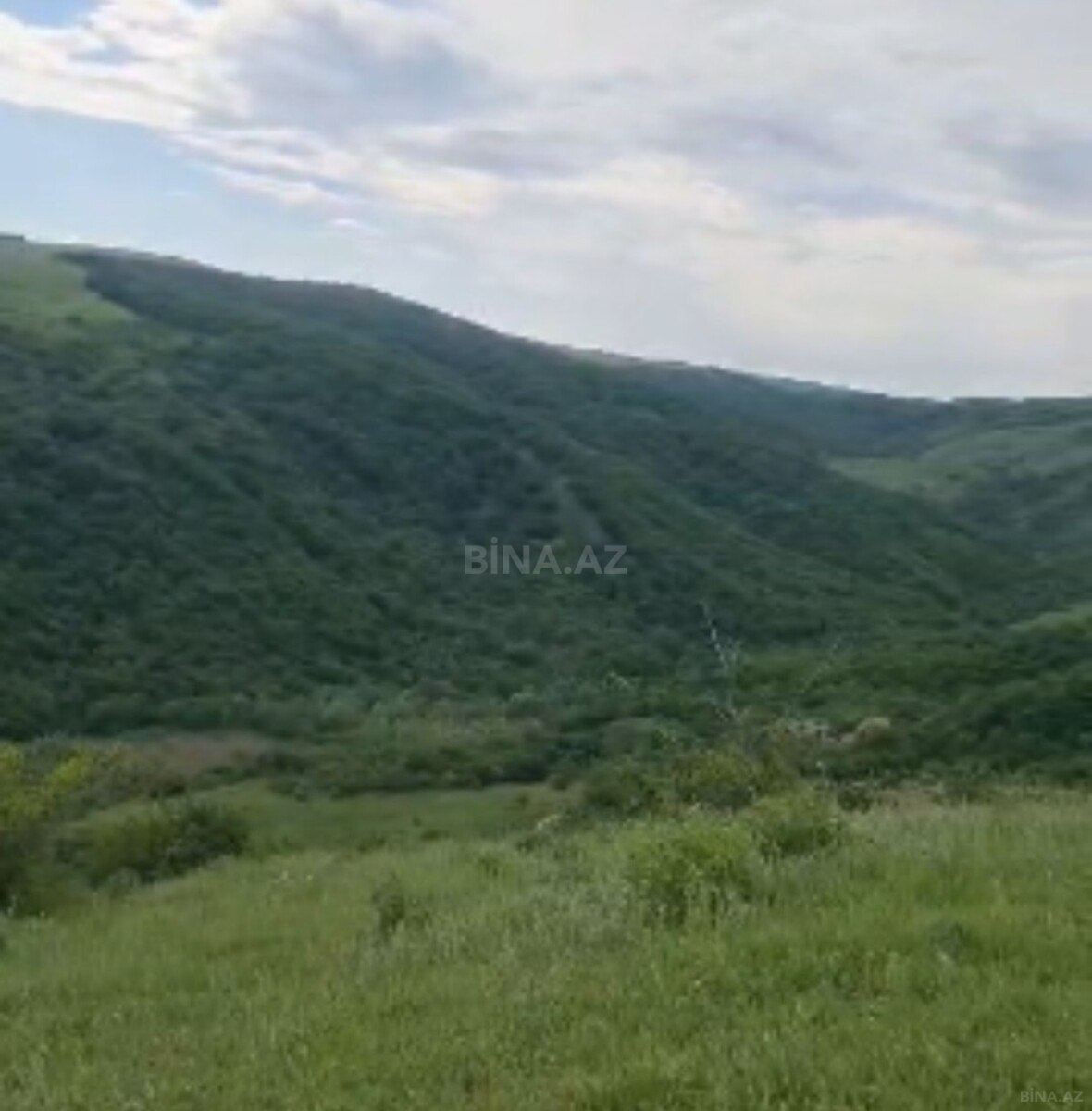 Torpaq Şamaxı