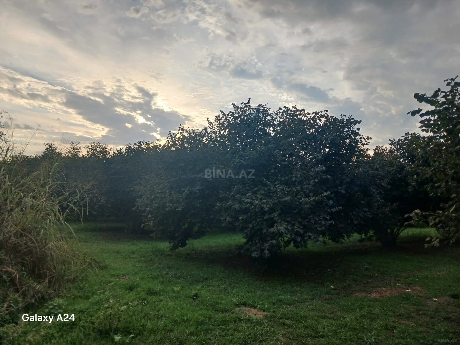 Torpaq Zaqatala