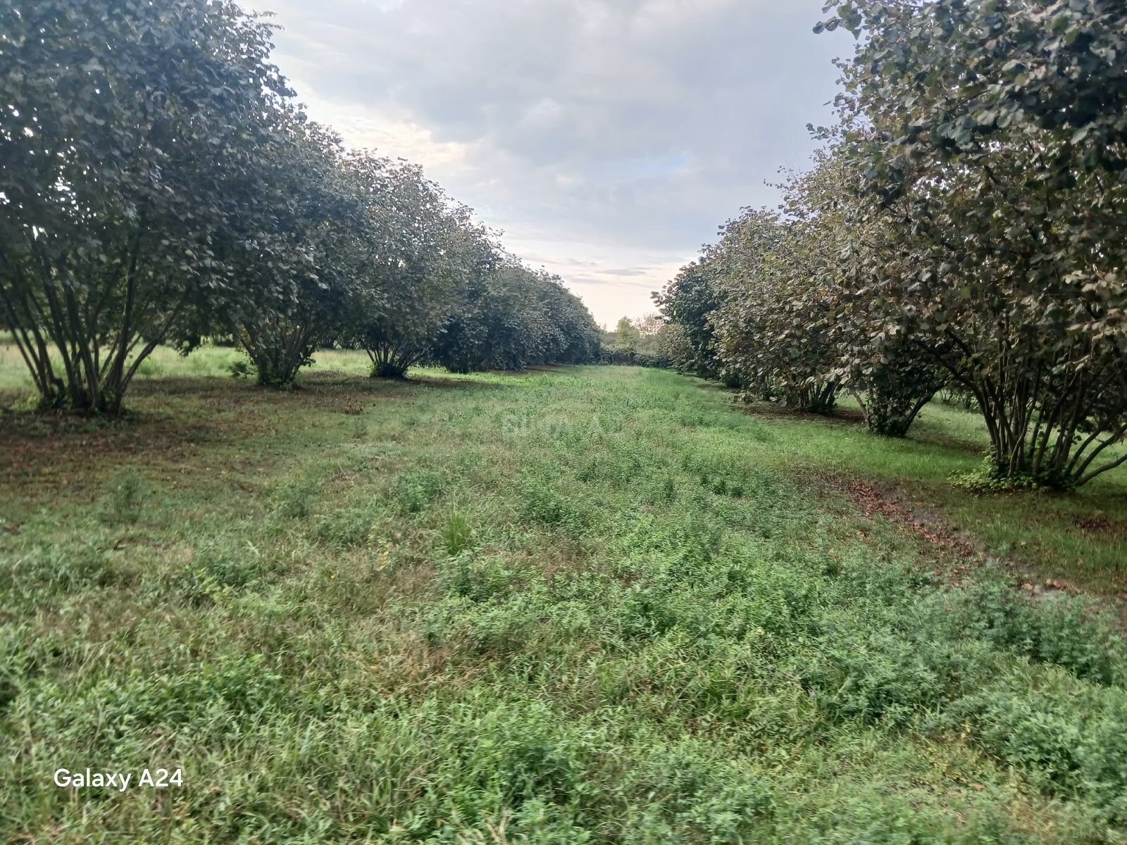 Torpaq Zaqatala