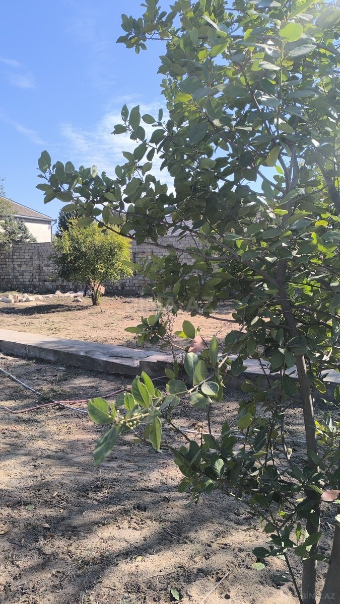 Torpaq Novxanı q., Bakı