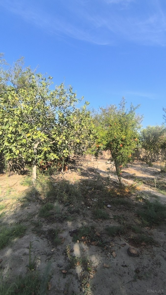 Torpaq Novxanı q., Bakı