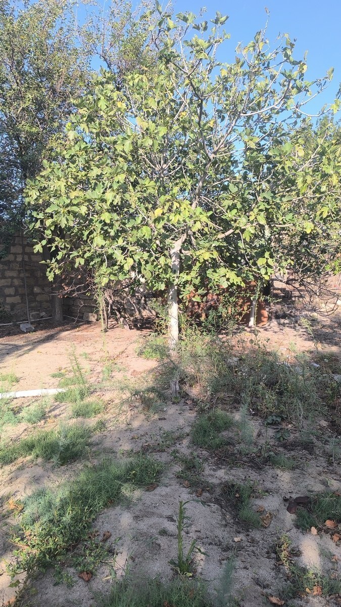 Torpaq Novxanı q., Bakı