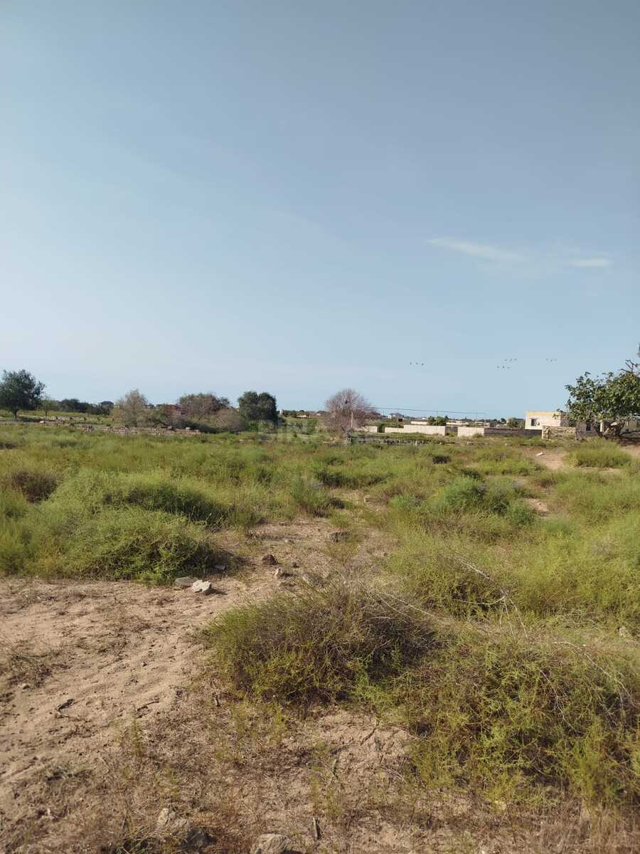 Torpaq Nardaran q., Bakı
