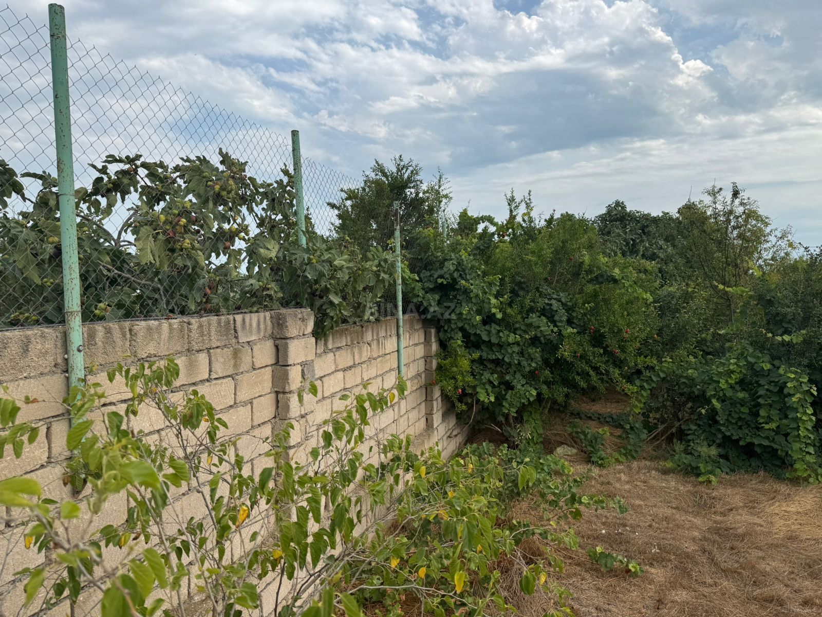 Torpaq Binə q., Bakı