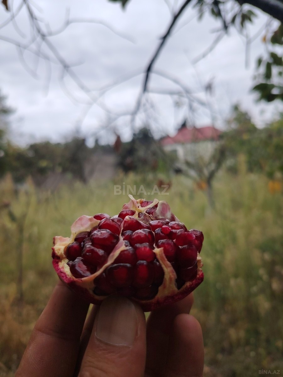 Torpaq Mərdəkan q., Bakı