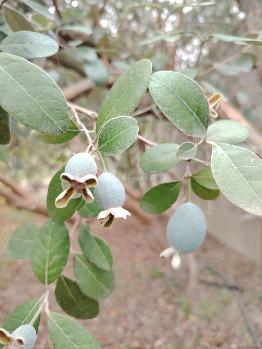 Torpaq Mərdəkan q., Bakı