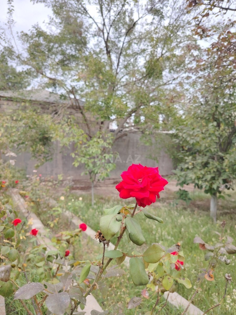 Torpaq Mərdəkan q., Bakı