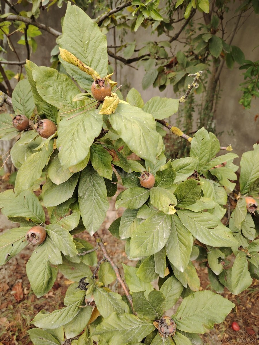 Torpaq Mərdəkan q., Bakı