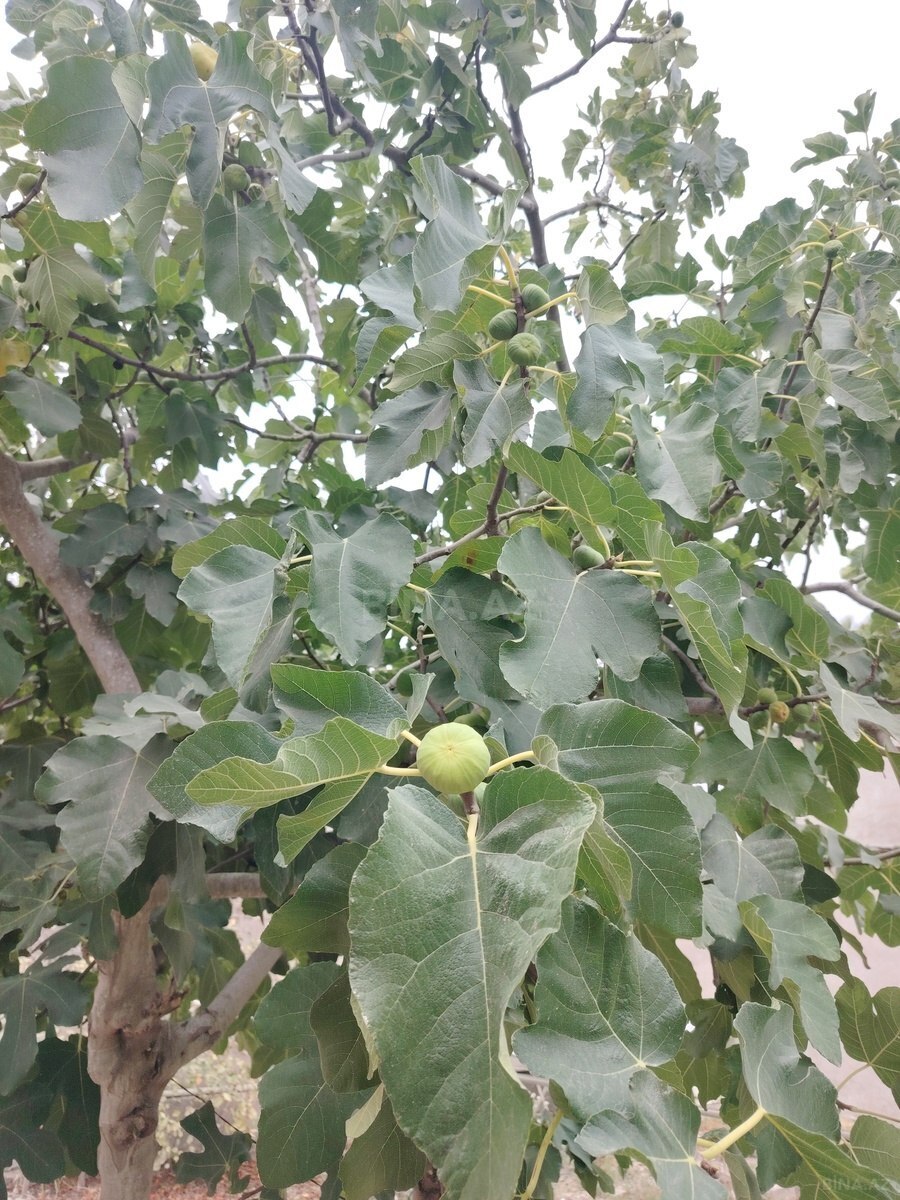 Torpaq Mərdəkan q., Bakı