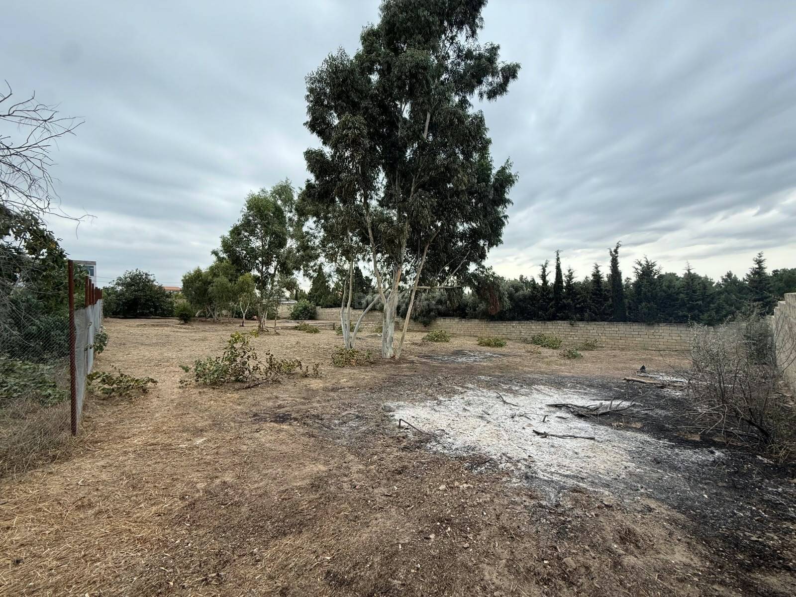 Torpaq Nardaran q., Bakı