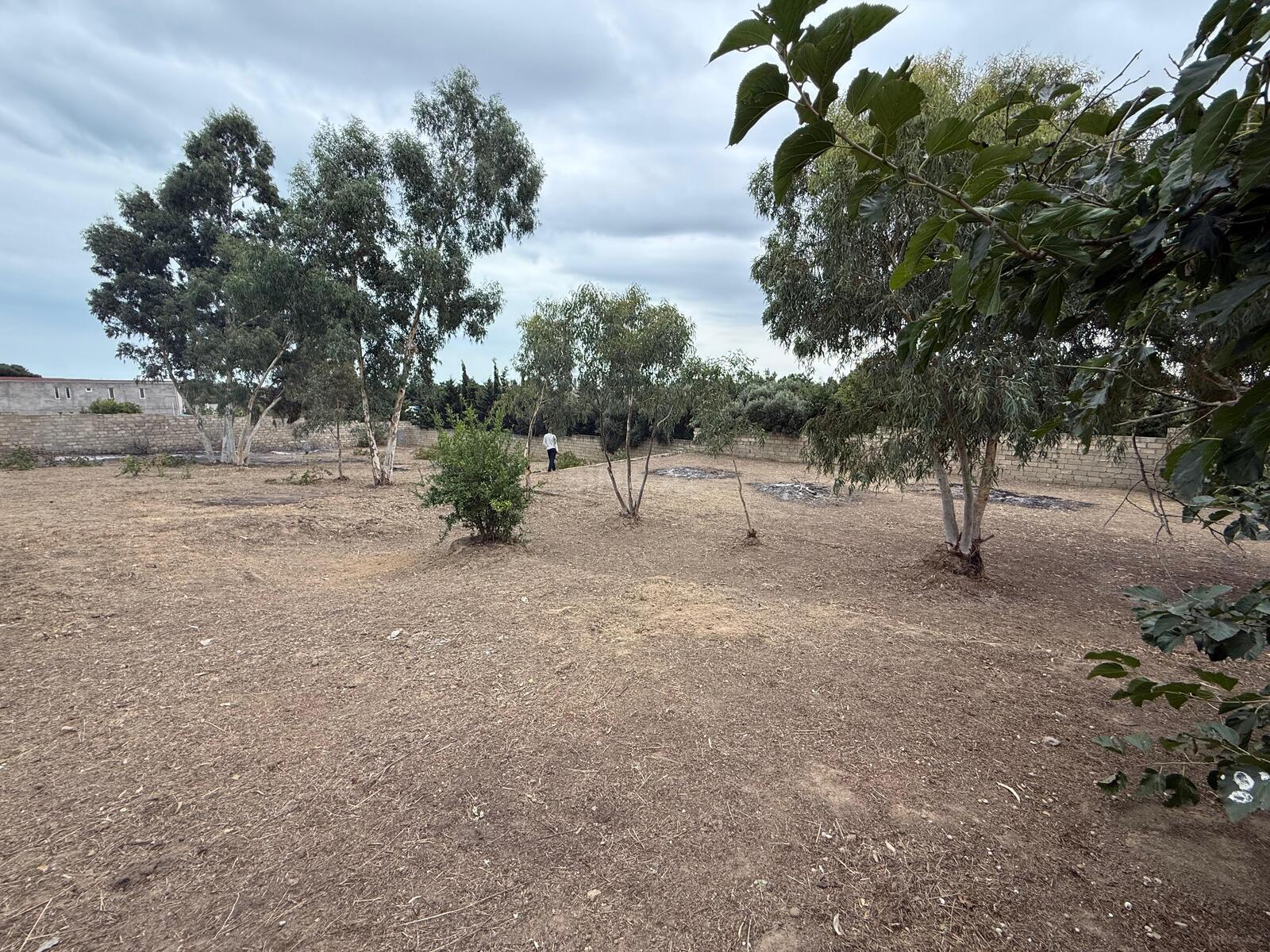 Torpaq Nardaran q., Bakı