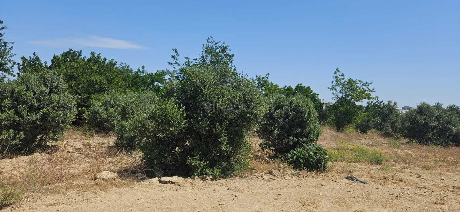 Torpaq Hövsan q., Bakı