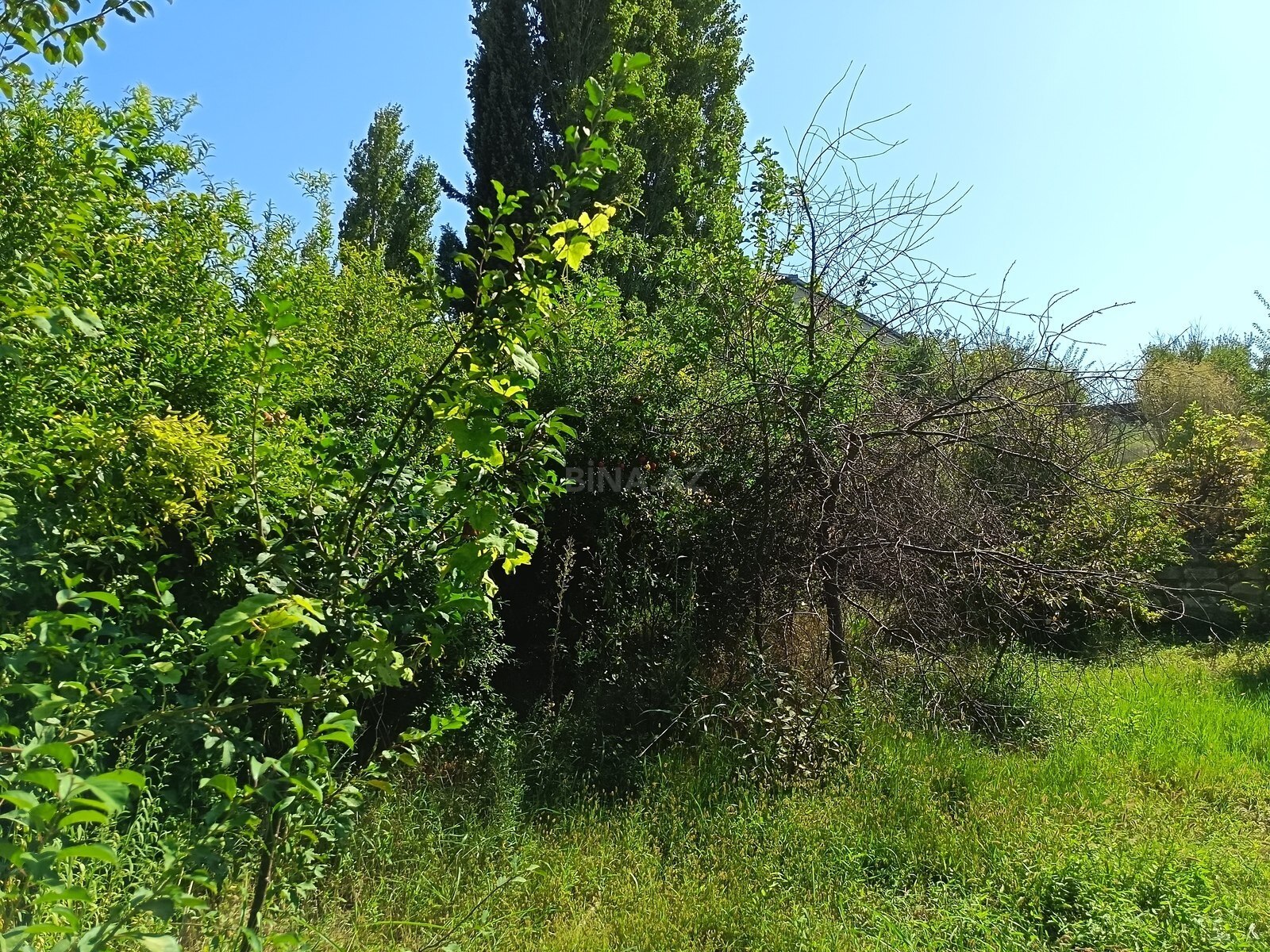 Torpaq Ramana q., Bakı