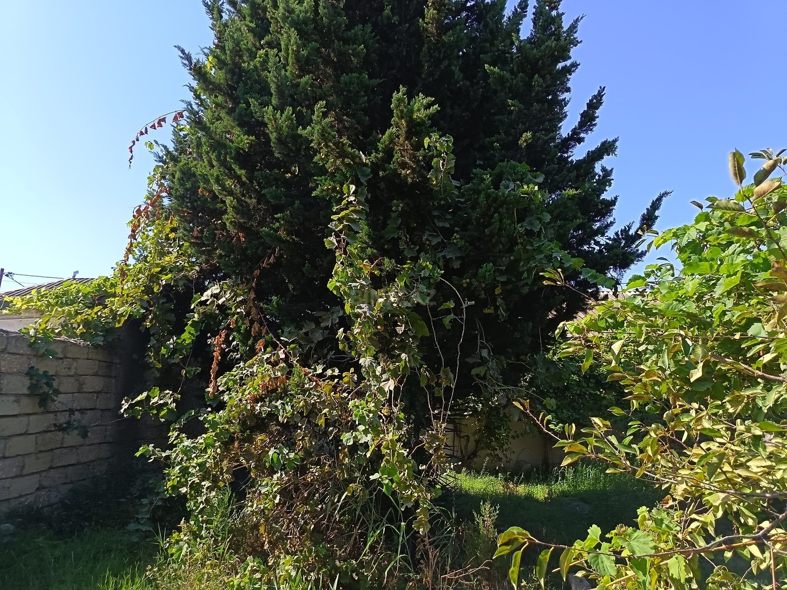 Torpaq Ramana q., Bakı