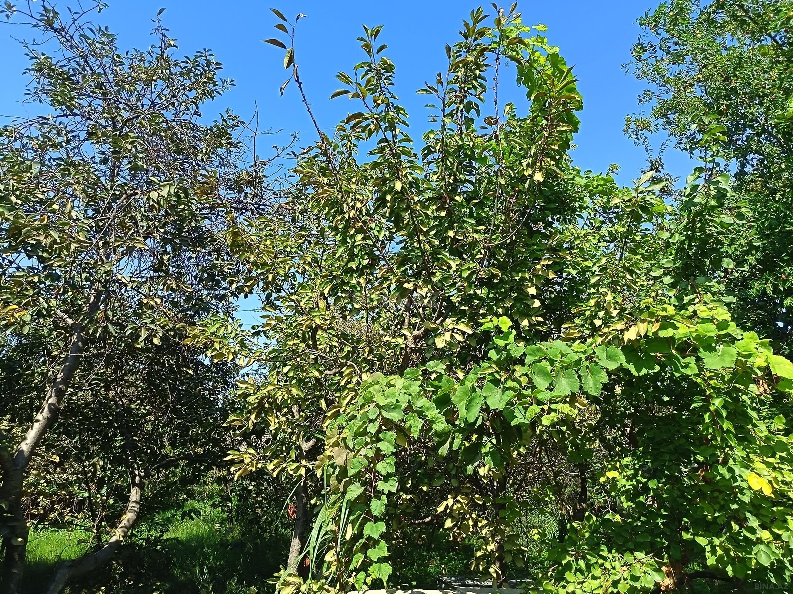 Torpaq Ramana q., Bakı