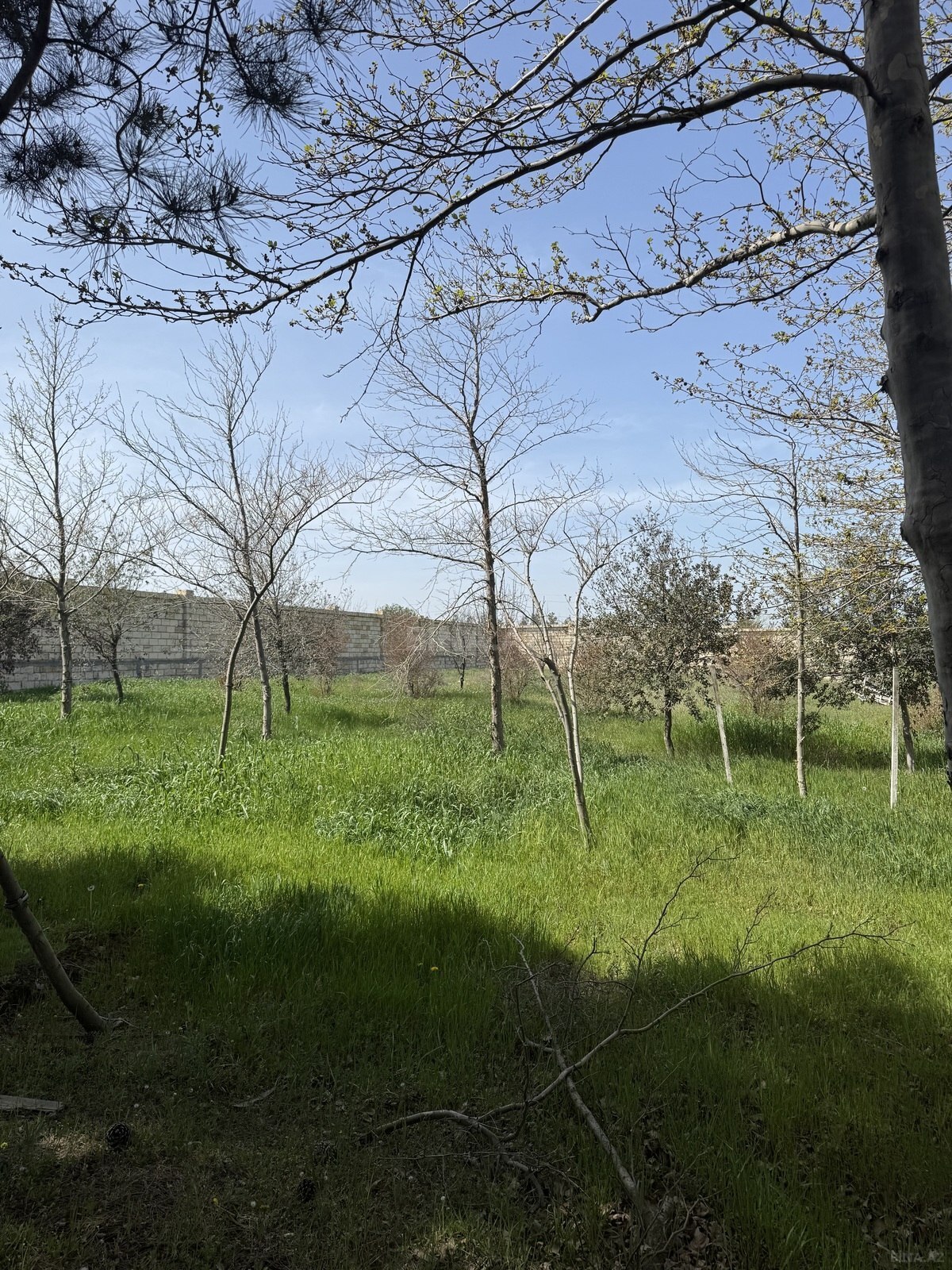 Torpaq Masazır q., Bakı