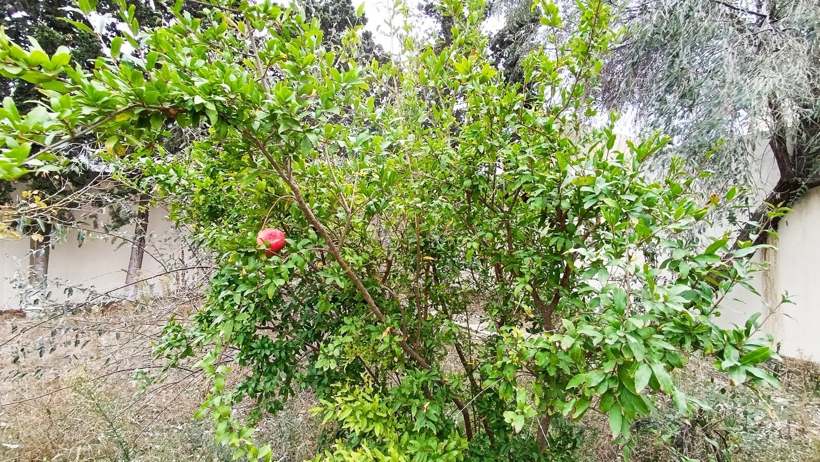 6 otaqlı Həyət evi/Bağ evi, Mərdəkan q., Bakı