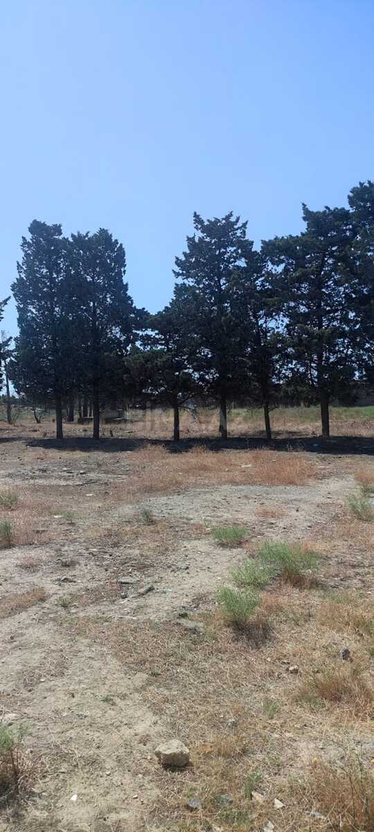 Torpaq Qaraçuxur q., Bakı
