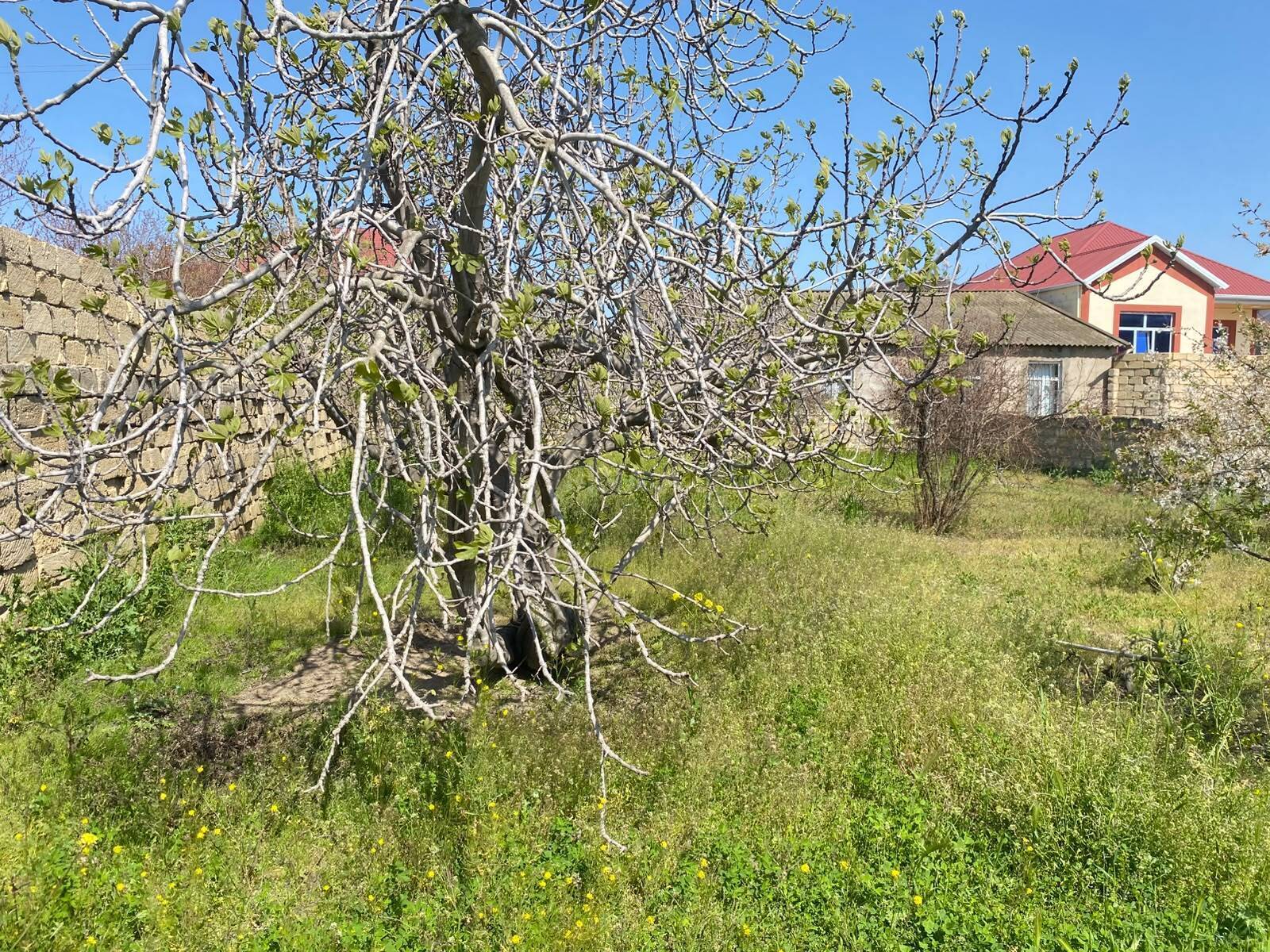 Torpaq Saray q., Bakı