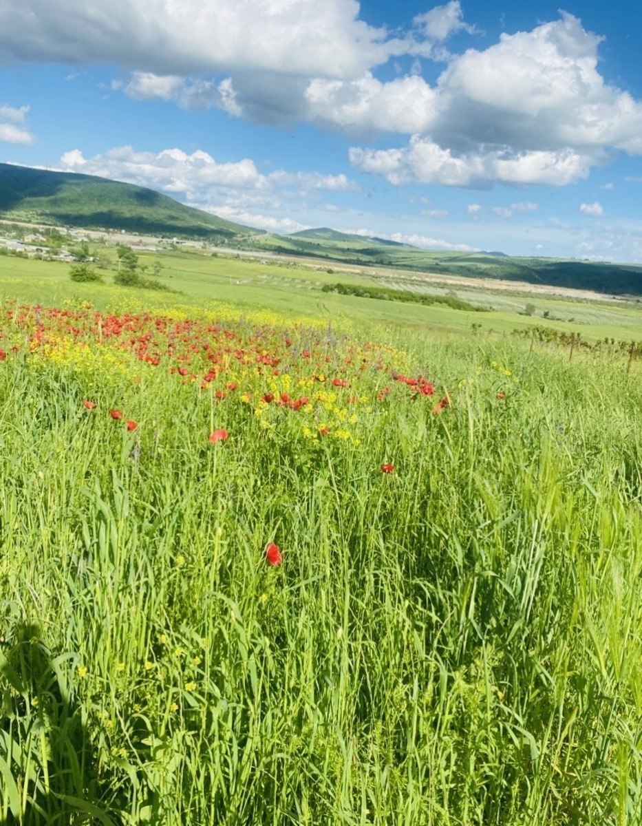 Torpaq İsmayıllı