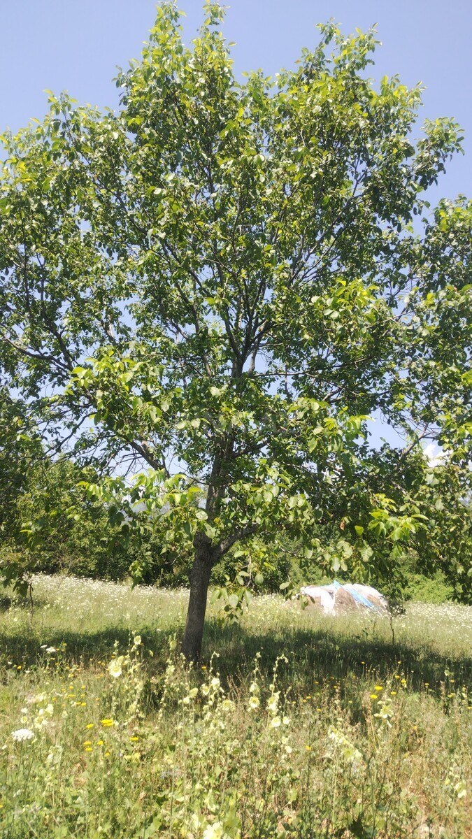 3 otaqlı Həyət evi/Bağ evi, Qəbələ