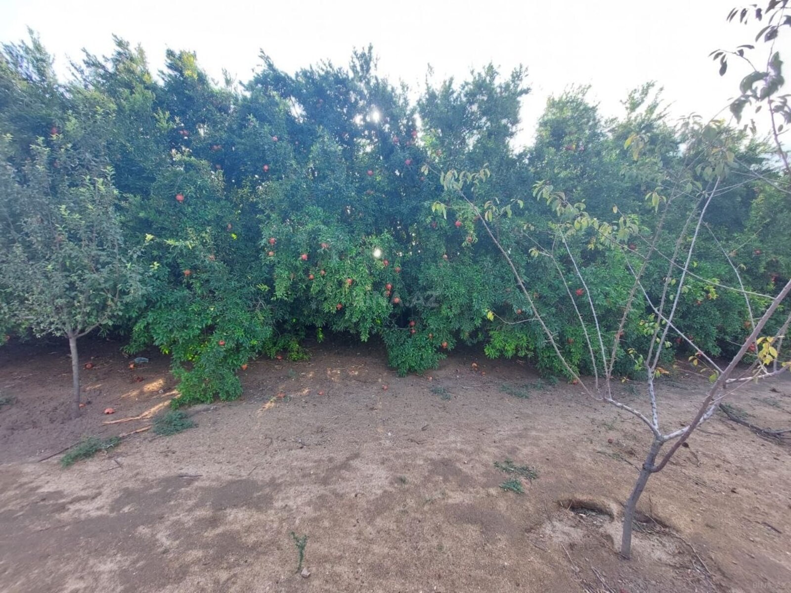 Torpaq Bilgəh q., Bakı