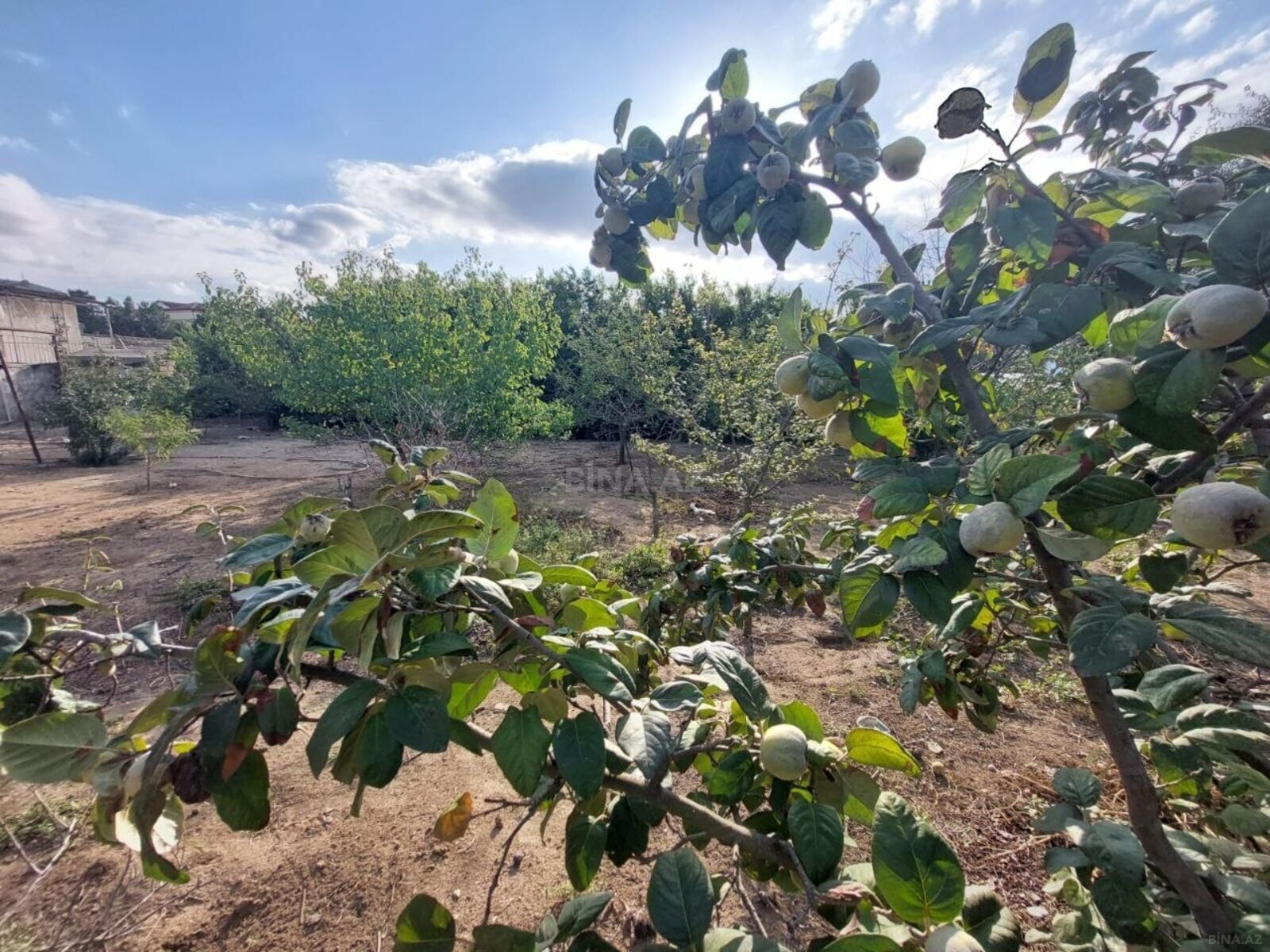 Torpaq Bilgəh q., Bakı