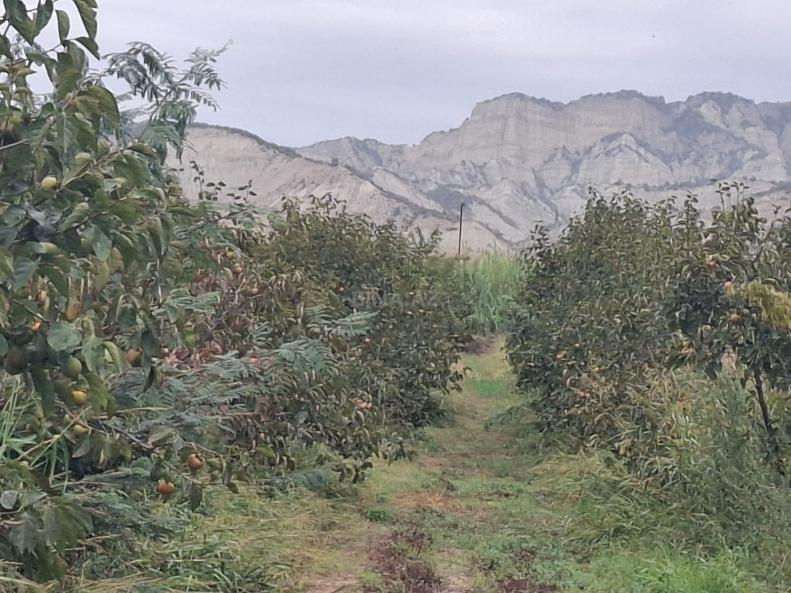 Torpaq Göyçay