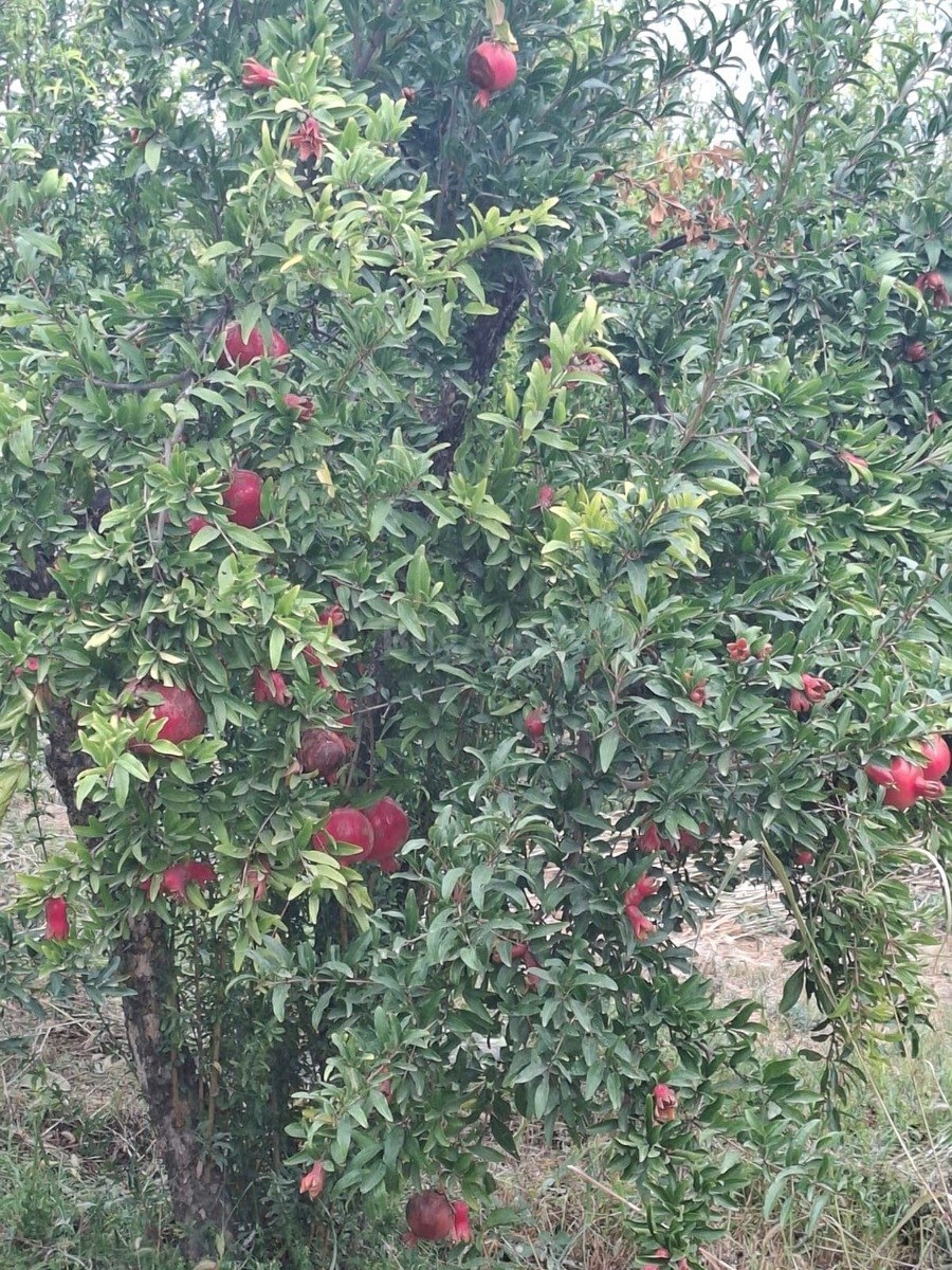 Torpaq Göyçay