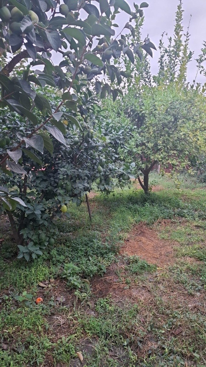 Torpaq Göyçay