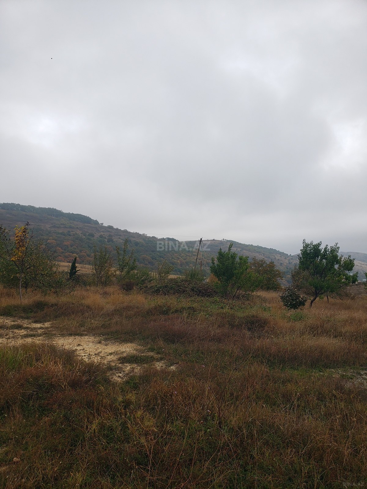 Torpaq Şamaxı