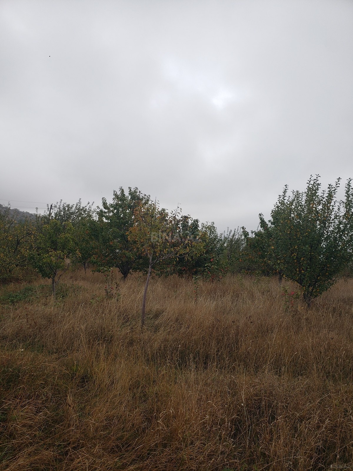 Torpaq Şamaxı