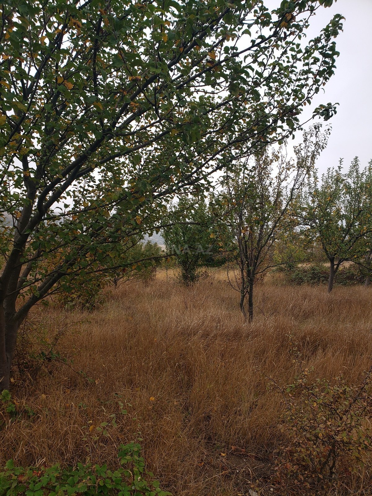 Torpaq Şamaxı