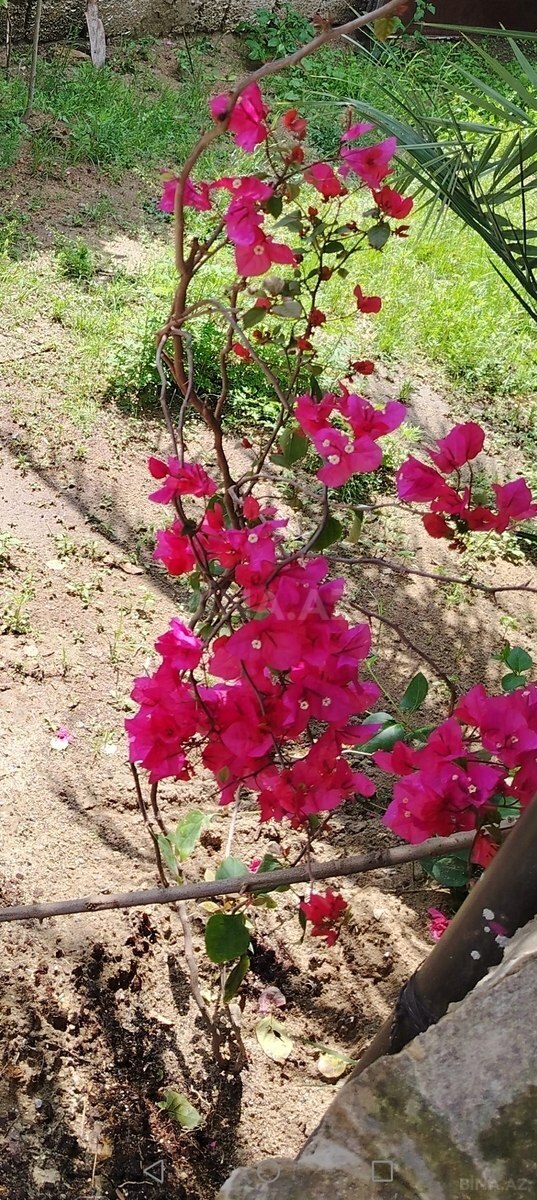 4 otaqlı Həyət evi/Bağ evi, Maştağa q., Bakı