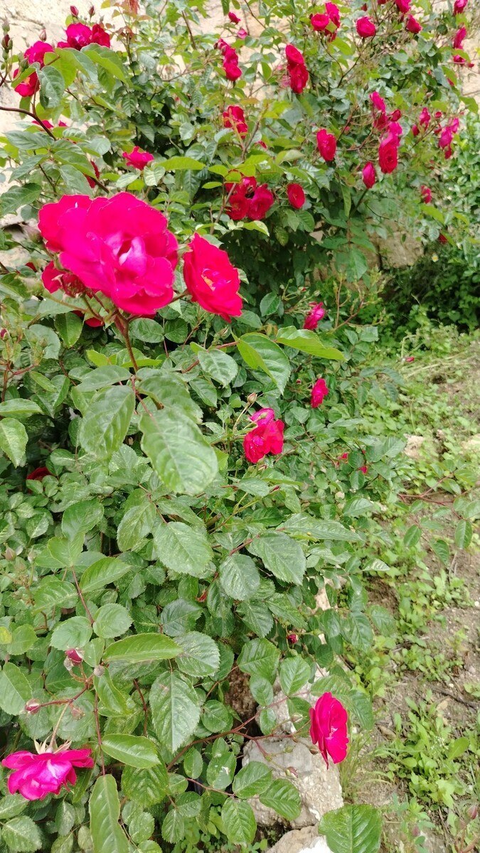 4 otaqlı Həyət evi/Bağ evi, Maştağa q., Bakı