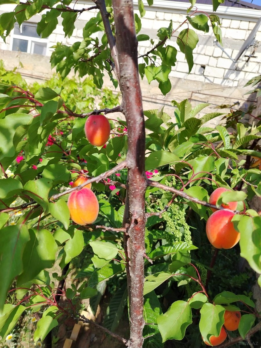 4 otaqlı Həyət evi/Bağ evi, Maştağa q., Bakı