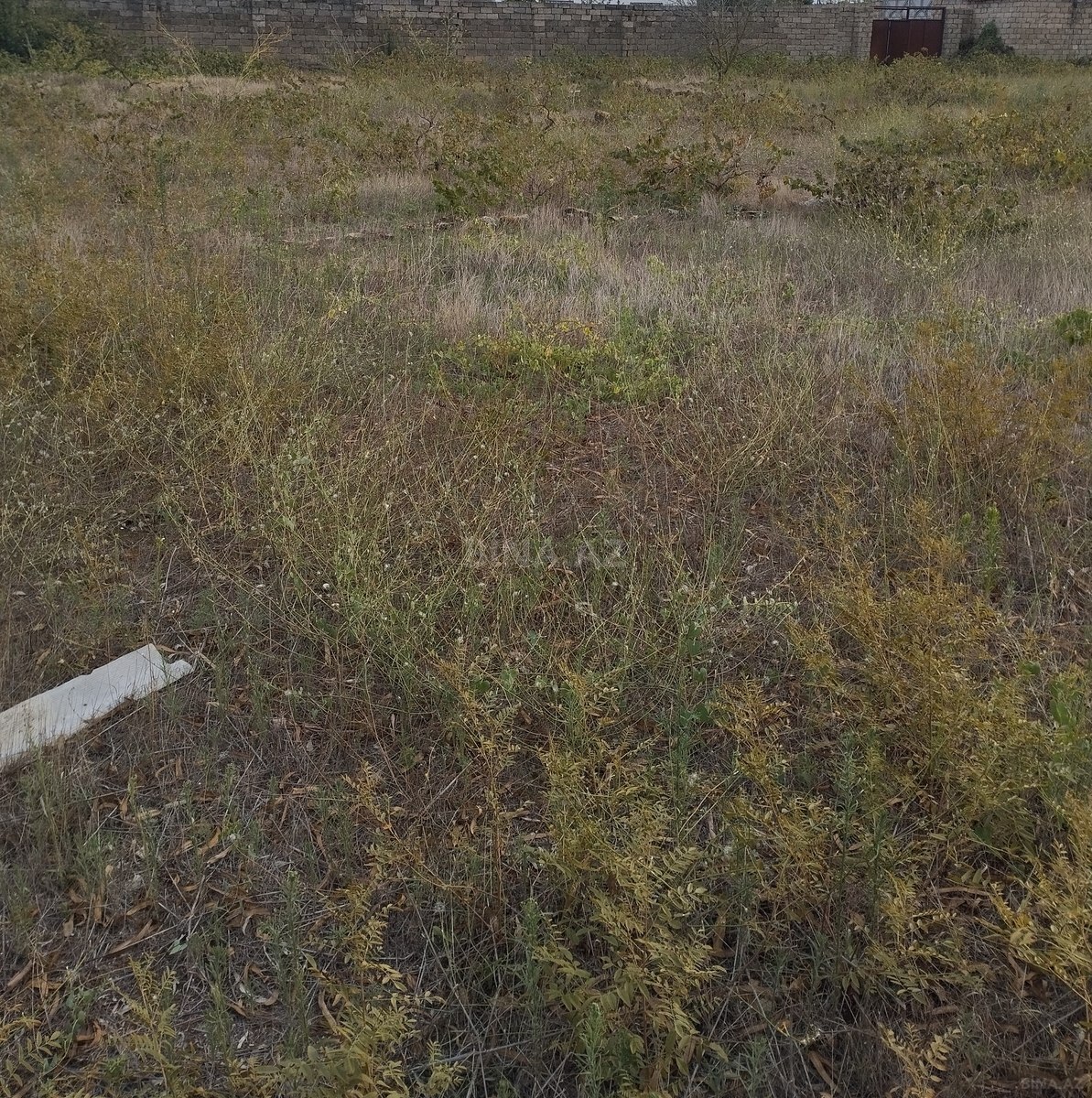 Torpaq Albalılıq q., Bakı