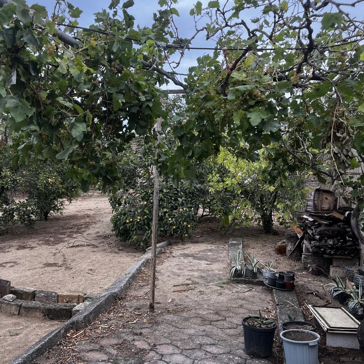 Torpaq Nardaran q., Bakı