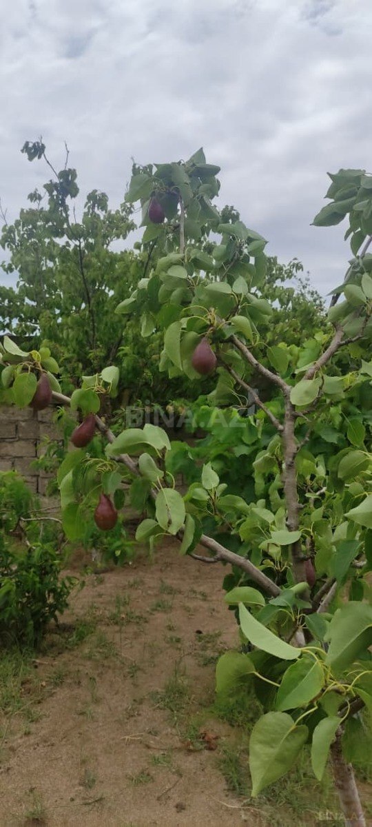3 otaqlı Həyət evi/Bağ evi, Zirə q., Bakı