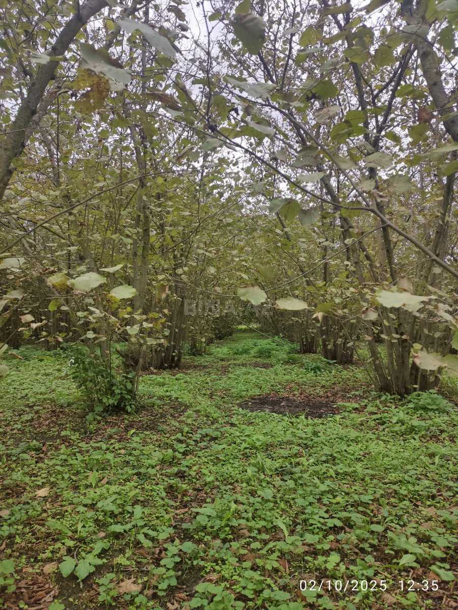 Torpaq Nabran r., Xaçmaz