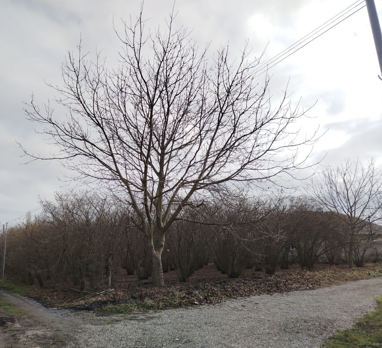 Torpaq Nabran r., Xaçmaz