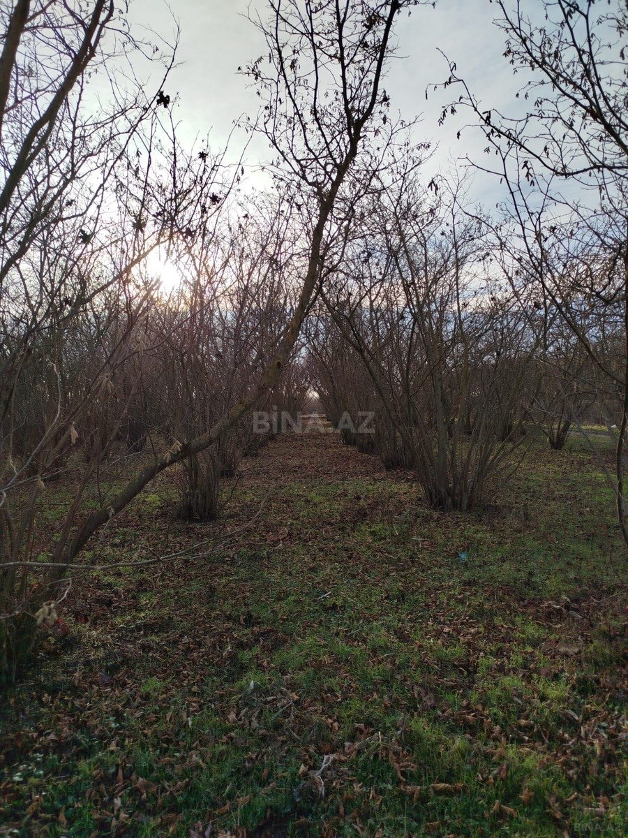 Torpaq Nabran r., Xaçmaz