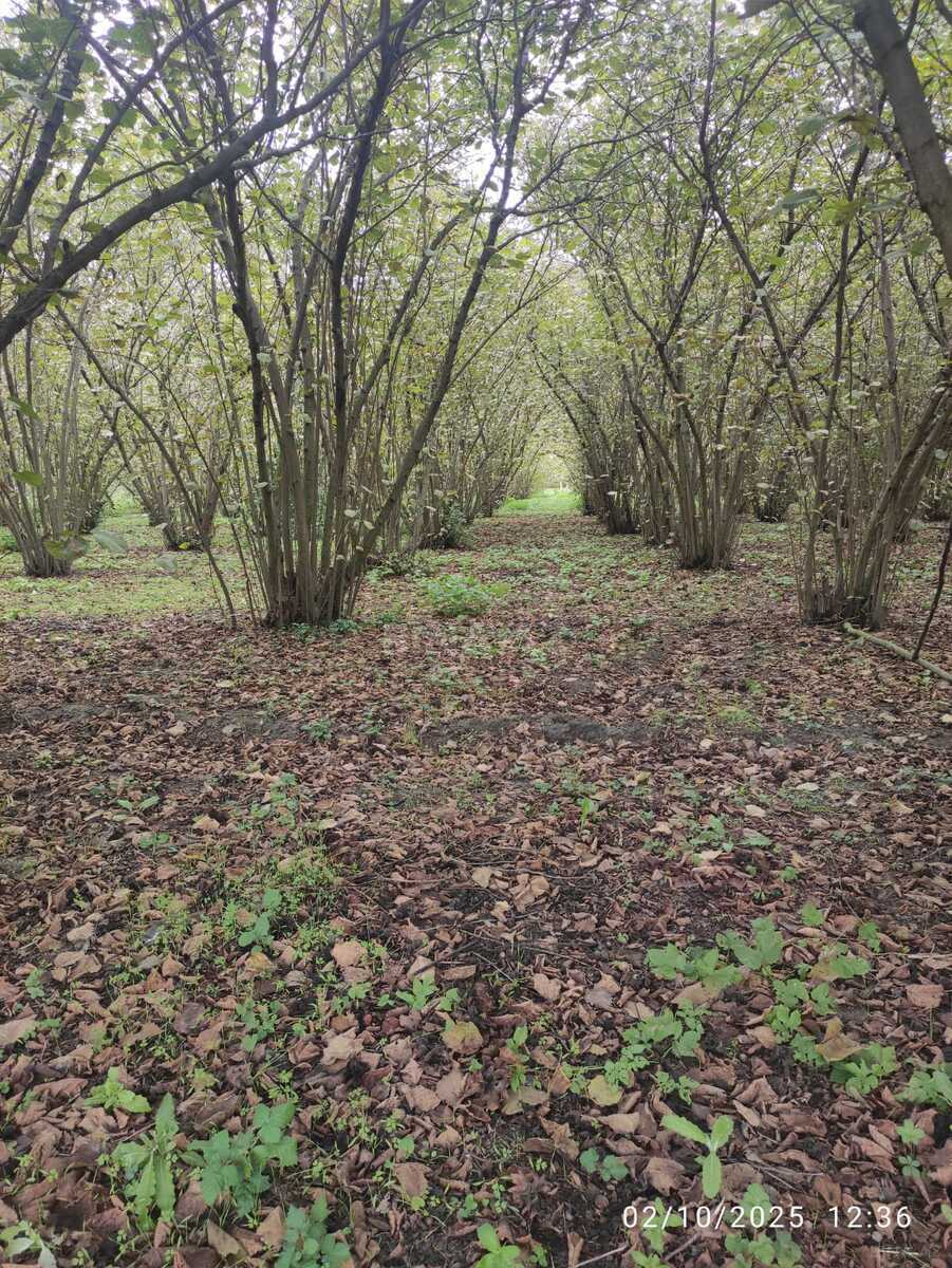 Torpaq Nabran r., Xaçmaz