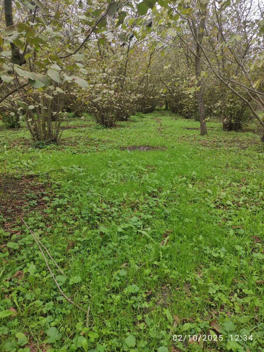 Torpaq Nabran r., Xaçmaz