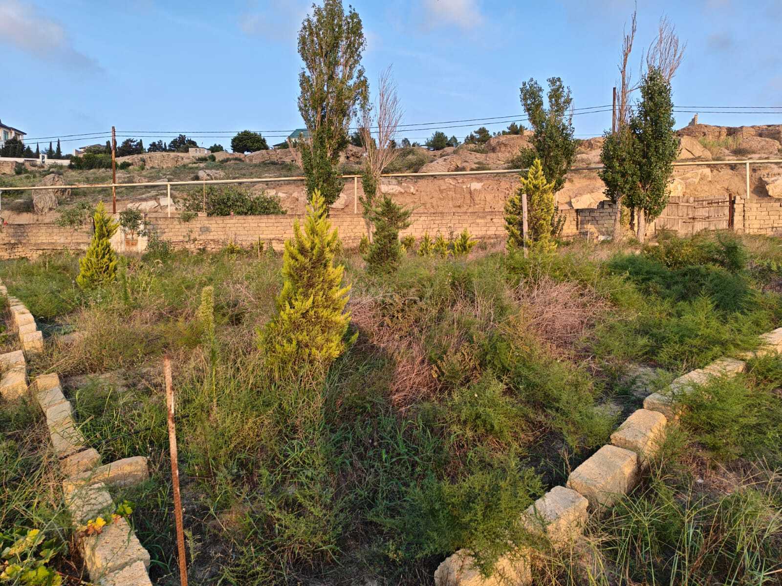 Torpaq Nardaran q., Bakı