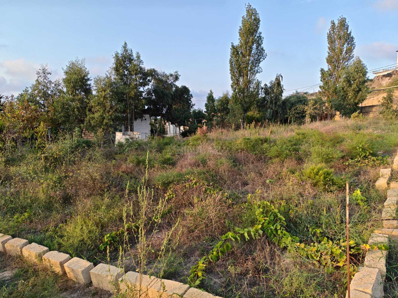 Torpaq Nardaran q., Bakı