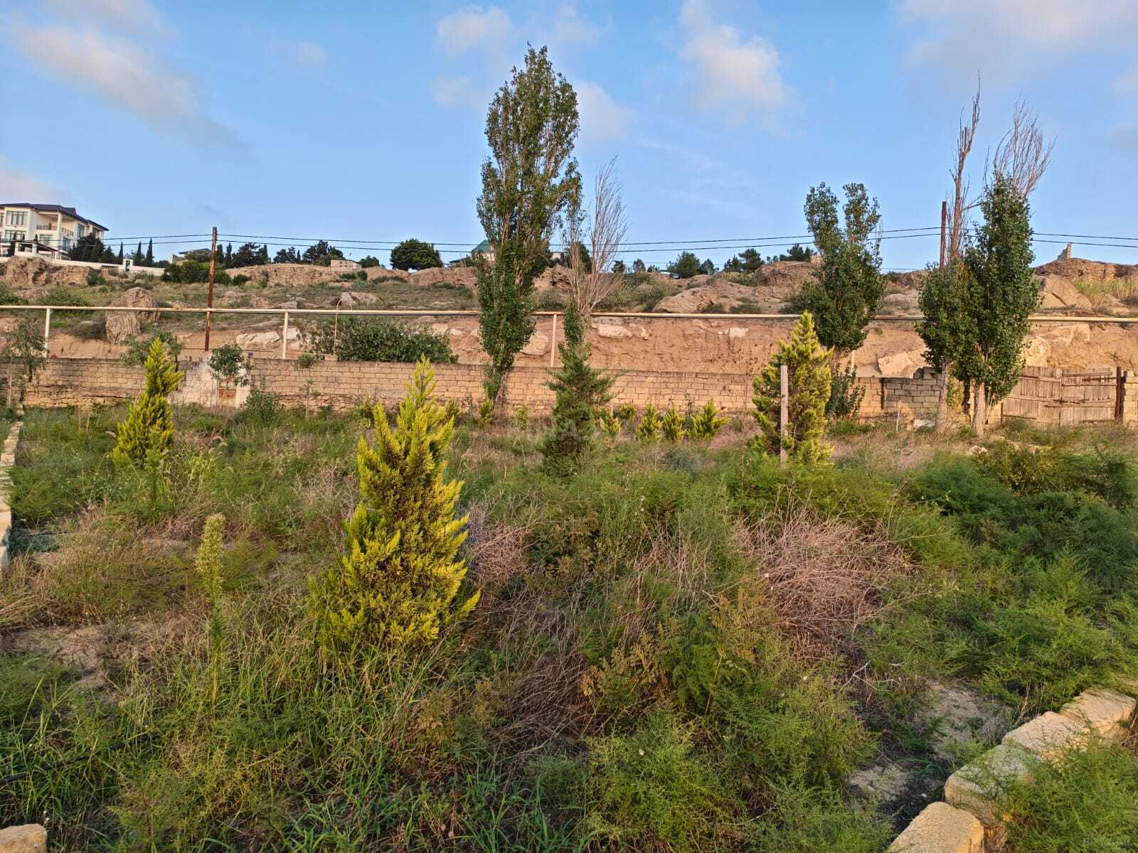 Torpaq Nardaran q., Bakı