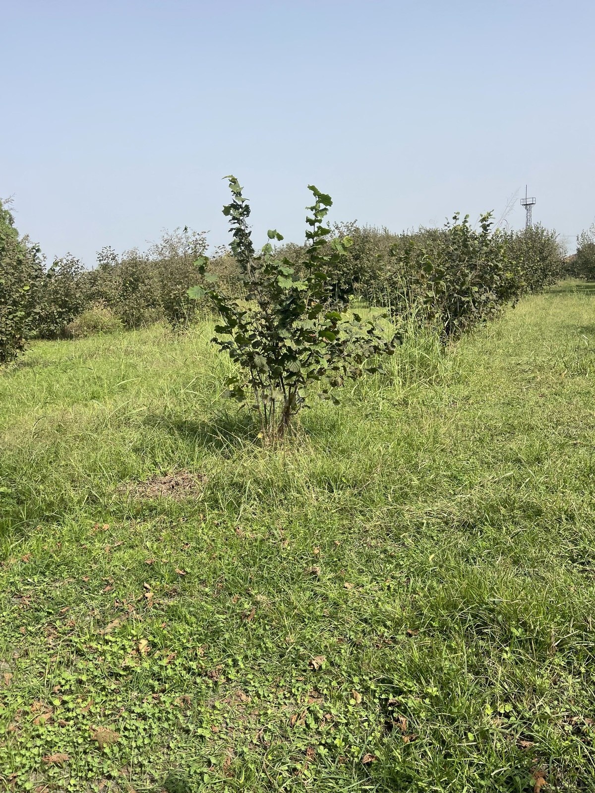 Torpaq Zaqatala