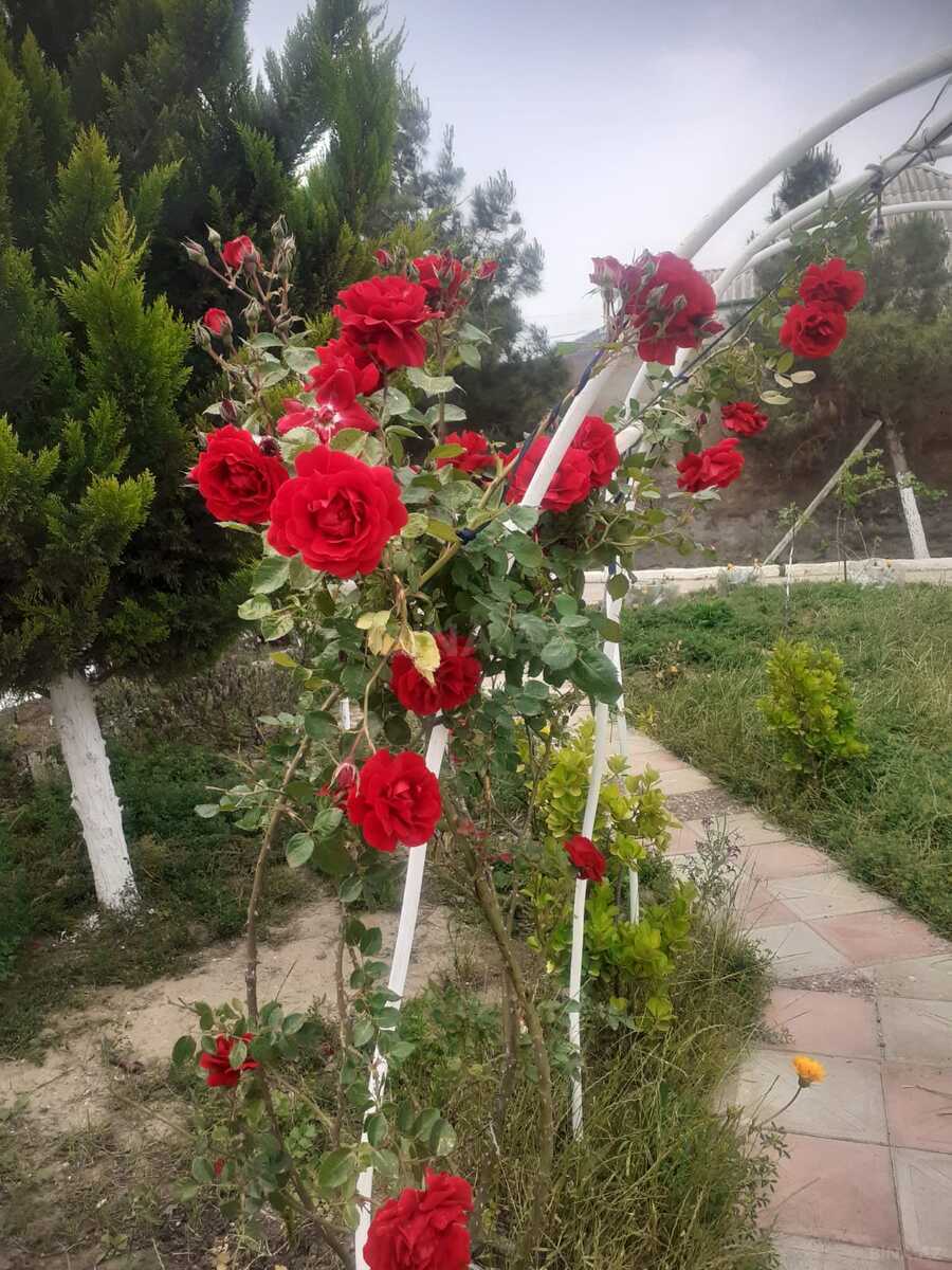 Torpaq Hövsan q., Bakı